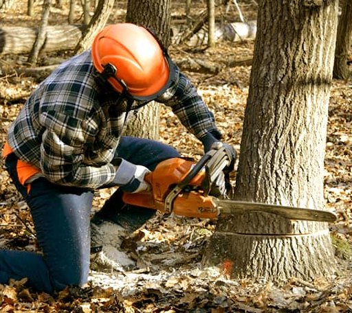 Tree Removal in Ashland, VA